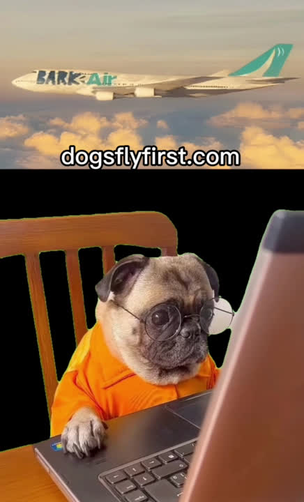 Pet Brand Content